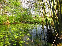 V Lukách (Hradec Králové)