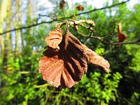 V Lukách (Hradec Králové)