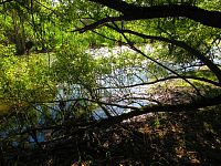 V Lukách (Hradec Králové)