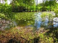 V Lukách (Hradec Králové)