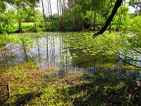 V Lukách (Hradec Králové)