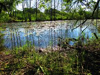 V Lukách (Hradec Králové)