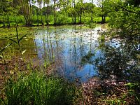 V Lukách (Hradec Králové)