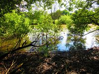 V Lukách (Hradec Králové)