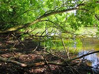 V Lukách (Hradec Králové)