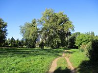Zeleň za Morušovnou (Hradec Králové)