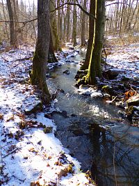 Běluňka (Kohoutov)