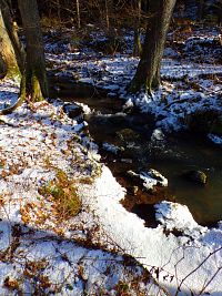 Běluňka (Kohoutov)