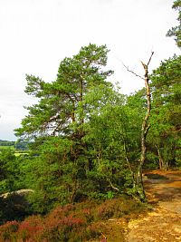 Borecké skály u Rovenska pod Troskami
