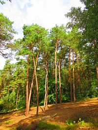 Borecké skály (Hnanice a Štěpánovice pod Troskami)