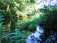 Rybník Prostřední Houkvice (Týniště nad Orlicí)