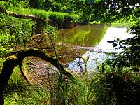 Rybník Velká Houkvice (Týniště nad Orlicí)