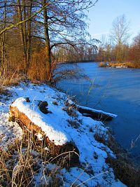 Staré Labe u Třebše (Hradec Králové)
