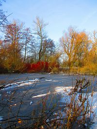 Staré Labe u Třebše (Hradec Králové)