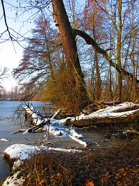 Staré Labe u Třebše (Hradec Králové)
