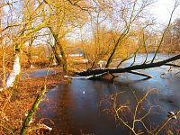 Staré Labe u Třebše (Hradec Králové)