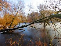 Staré Labe u Třebše (Hradec Králové)