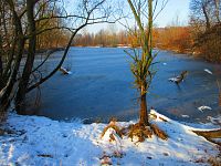 Staré Labe u Třebše (Hradec Králové)