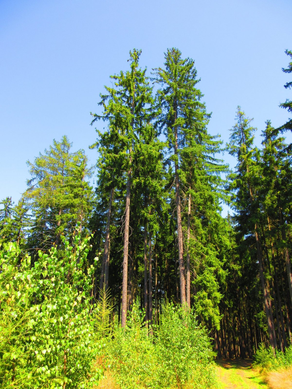 Pověst o ohnivém muži v lese Odnoži