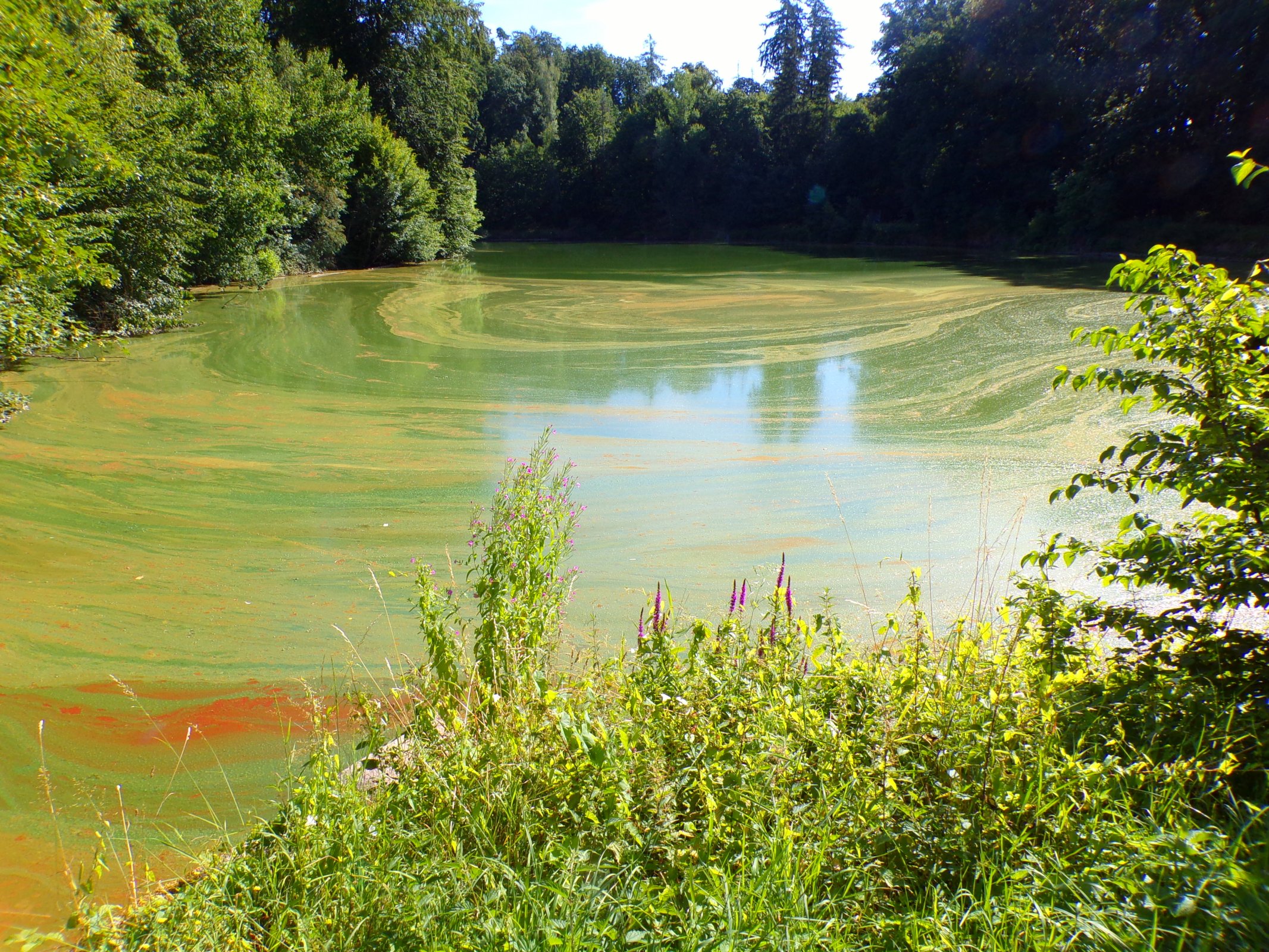 Velichovský rybník čili Jezírko