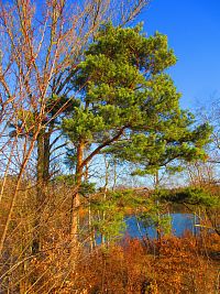 Opatovický písník (Opatovice nad Labem)