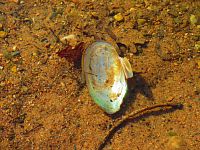 Opatovický písník (Opatovice nad Labem)