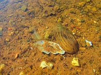 Opatovický písník (Opatovice nad Labem)