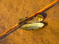 Opatovický písník (Opatovice nad Labem)