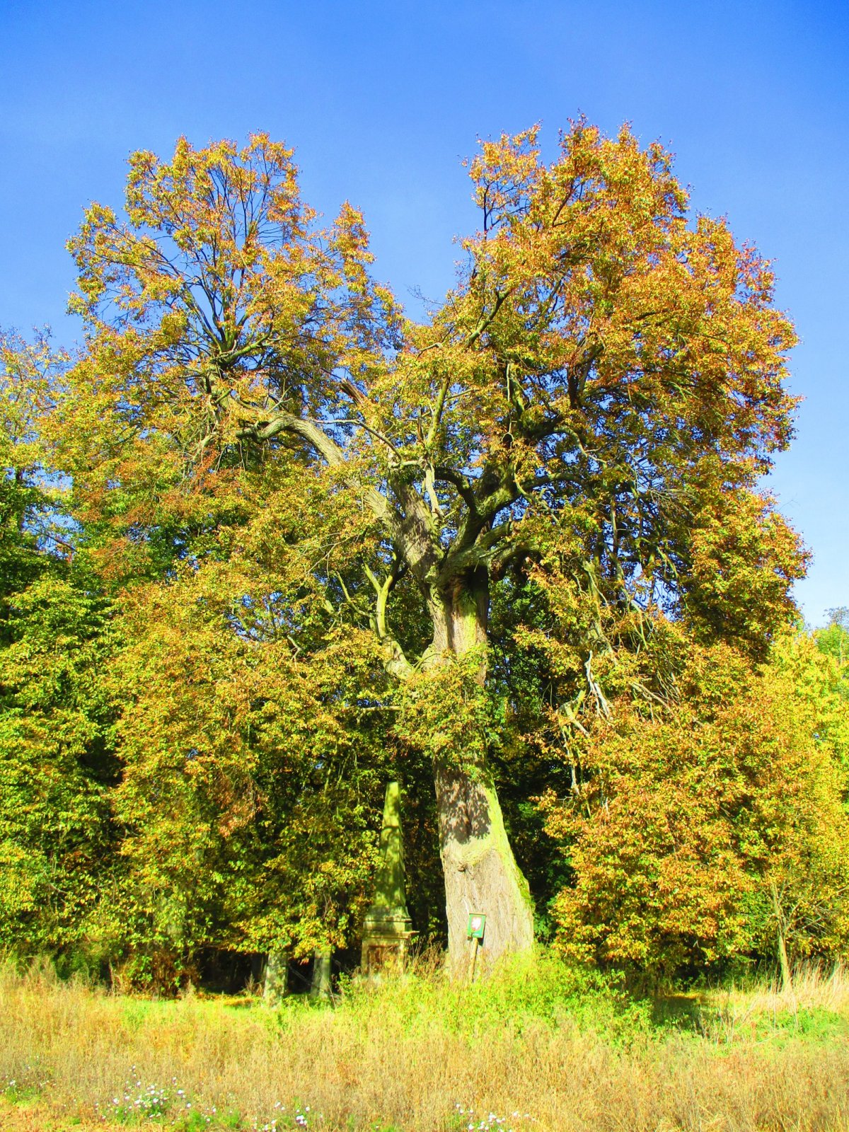 Hořiněveské lípy, Tumplac a Rejdiště, tří názvy pro jedno návrší nad Hořiněvsí