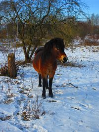 Přírodní památka Na Plachtě v zimě