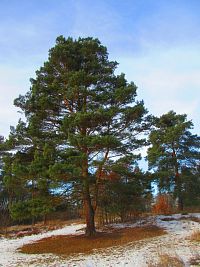 Přírodní památka Na Plachtě (Hradec Králové)
