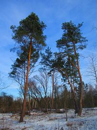 Přírodní památka Na Plachtě (Hradec Králové)