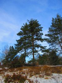 Přírodní památka Na Plachtě (Hradec Králové)