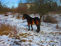 Přírodní památka Na Plachtě (Hradec Králové)