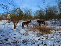 Přírodní památka Na Plachtě (Hradec Králové)