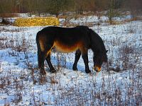 Přírodní památka Na Plachtě (Hradec Králové)