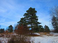 Přírodní památka Na Plachtě (Hradec Králové)
