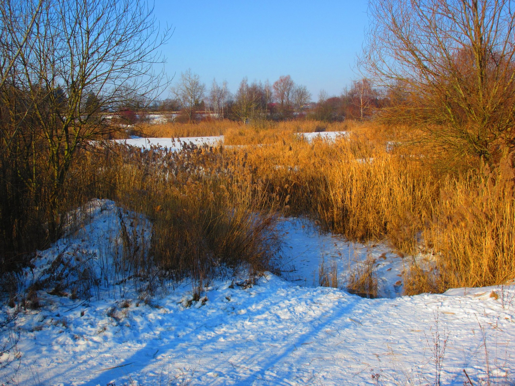 Zimní Bohdanecký rybník