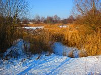 Bohdanecký rybník (Hradec Králové)