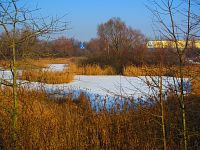 Bohdanecký rybník (Hradec Králové)