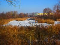 Bohdanecký rybník (Hradec Králové)