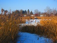 Bohdanecký rybník (Hradec Králové)