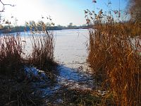 Bohdanecký rybník (Hradec Králové)