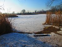 Bohdanecký rybník (Hradec Králové)