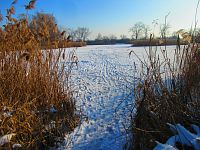 Bohdanecký rybník (Hradec Králové)