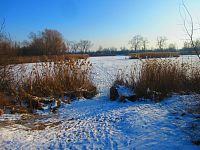 Bohdanecký rybník (Hradec Králové)