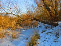 Bohdanecký rybník (Hradec Králové)