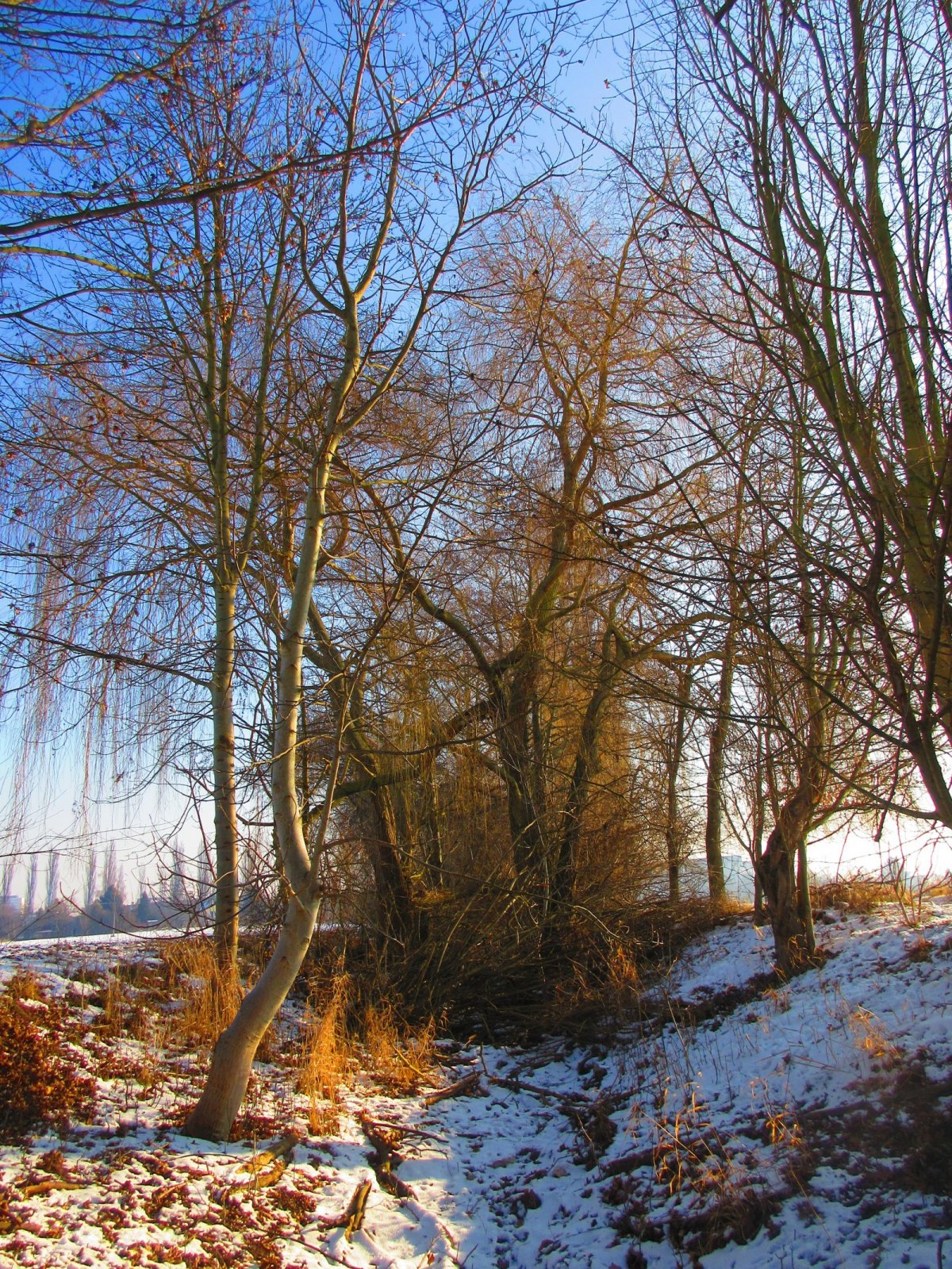 Chaloupecká (Chaloupská) svodnice