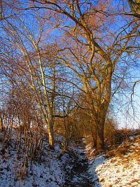 Chaloupecká svodnice (Hradec Králové)