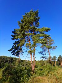 Na Plachtě (Hradec Králové)
